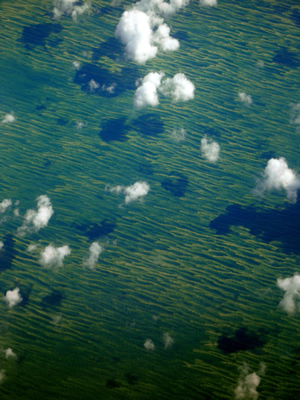 Primordial sea of algae.